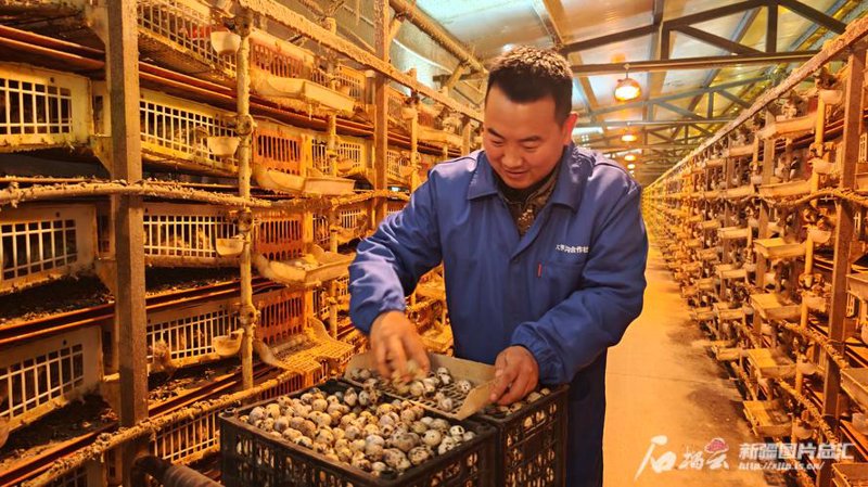 「青年鹌鹑」在美食界的新角色