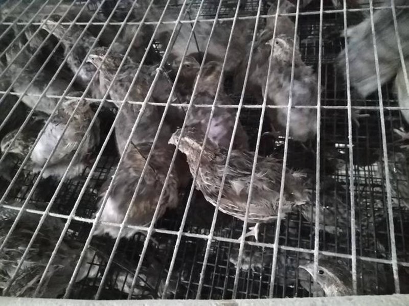鹌鹑苗价格行情分析：市场的脉搏与动态变化
