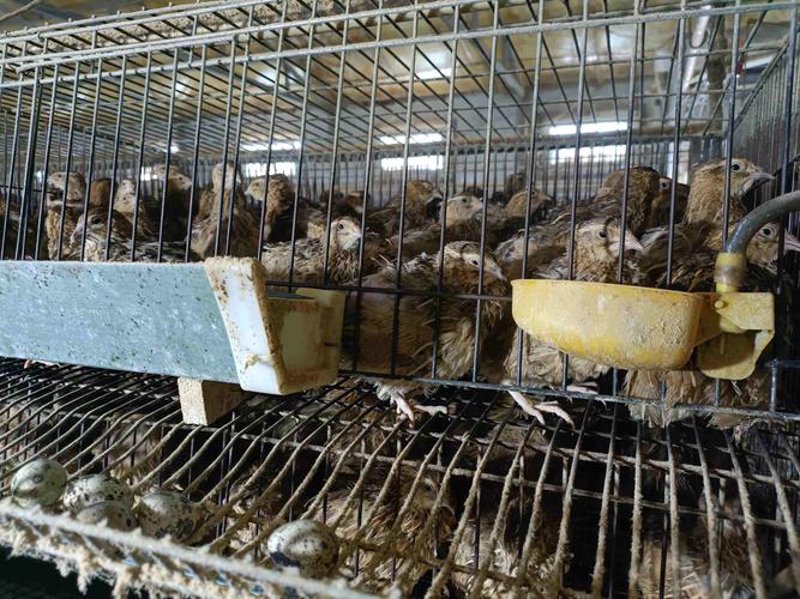 鹌鹑苗市场动态：养殖行业的春天